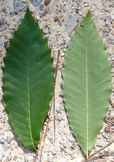 {Castanea dentata}